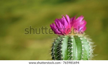 Green cactus with sharp needles and pink purple flower spins on yellow green background. Concept of cactus protection from electro-radiation in office on workplace with PC or laptop
