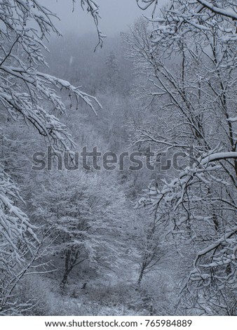 winter forest covered with fresh snow in Slovakia