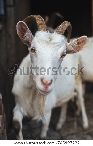 White goat on a dark background