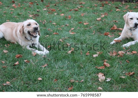 Yellow Labs Playing Outside