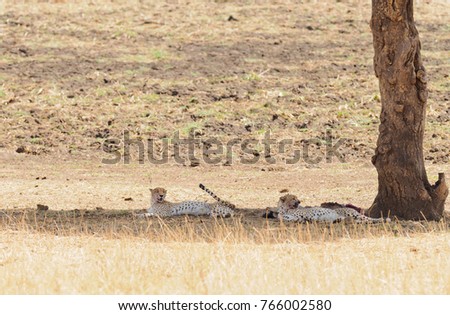 pair of Cheetah (scientific name: Acinonyx jubatus or "Duma" in Swaheli) image taken on Safari located in the Tarangire National park in the East African country of Tanzania