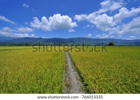 Taiwan, Taitung, straight road Yellow rice fields in the middle of the blue sky and rolling mountains, is a beautiful picture