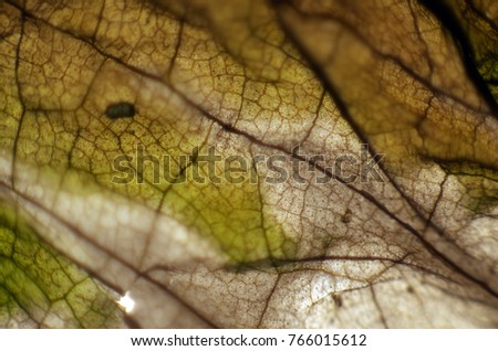 texture of a plant leaf at high magnification