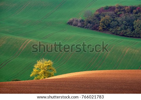 Golden Bush glowing in the sunset on the background of green hills and autumn shrub.Kyjov South Moravia Czech Republic.