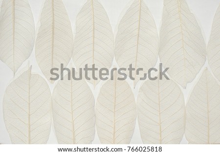 dried leave background