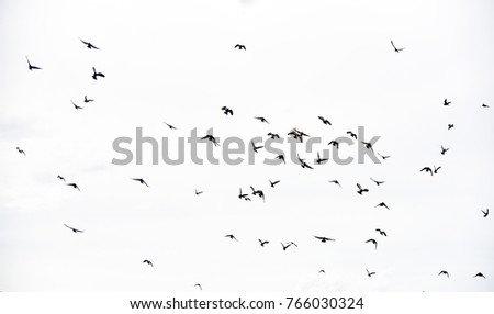 group of seagulls are flying on the cloudy sky 