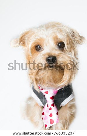 Scruffy little dog wearing a tie with printed hearts 