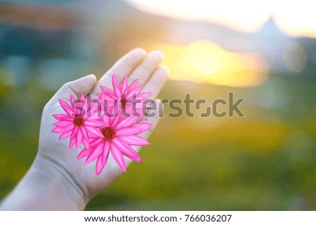 Blooming Red lotus in hand on Blur background.Beautiful waterlily .