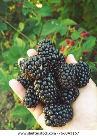 blackberry fruits in hands