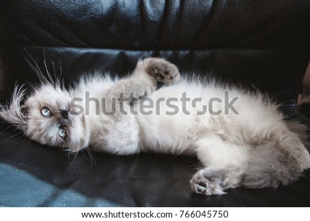 Persian kitten stretch on black, leather chair, indoor, blue eyes, 
furry male.  Cute sleepy face, the prettiest. Himalayan cat breed information, pictures, characteristics and facts. Royalty-Free Stock Photo #766045750
