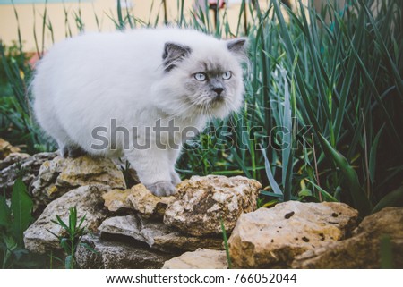 Garden is frequently visited by Himalayan Persian.  Risk of cats catching garden birds. Easily Keep backyard safe. Royalty-Free Stock Photo #766052044
