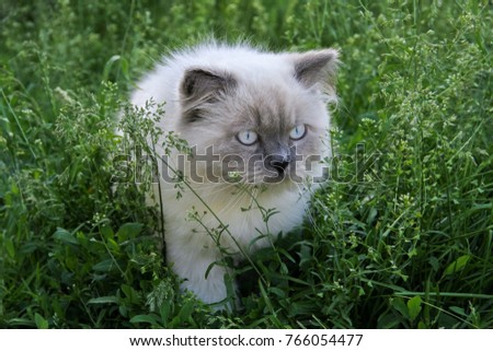 Persian white and grey fluffy cat Royalty-Free Stock Photo #766054477