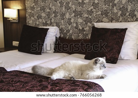 Pet friendly hotel. Cat is on the big bed in hotel room. Traveling with pets. Tips for safely staying in a hotel with your cat. Royalty-Free Stock Photo #766056268