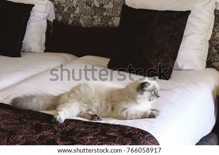 Pet friendly hotel. Cat is on the big bed in hotel room. Traveling with pets. Tips for safely staying in a hotel with your cat. Royalty-Free Stock Photo #766058917