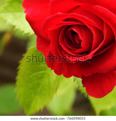 Red Rose. A bright fresh flower grows in the garden. Colorful background for holiday. Valentine's Day.