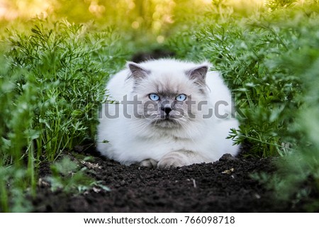 The most adorable cat. Cover style pet. Himalayan is a Persian in Siamese breed. Animal in nature, outdoor. Golden warm photo, green carrots, black ground, sunset, summer. Top 10 fluffy cat breeds. Royalty-Free Stock Photo #766098718