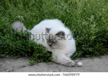 Indoor white cat look down, nature, summer time. Blue point persian, white and grey fur color.