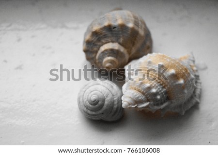 Background with colored shells
