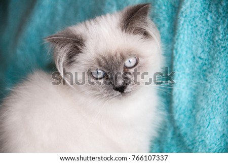 Portrait of  sad  face Himalayan kitten. Sad kitten sit, close up Royalty-Free Stock Photo #766107337