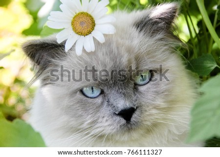 Cute face white grey cat in chamomile, portrait, close up. Summer  portrait, color point, blue eyes, green. Most adorable cats. Most beautiful cat breeds in the world.  Royalty-Free Stock Photo #766111327