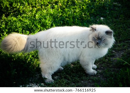 The Himalayan, or Himmie for short, is a Persian in Siamese drag.  Indoor cats enjoy safe fun outside too Royalty-Free Stock Photo #766116925
