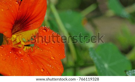 Orange Nasturtium blossom with raindrops and little louse 