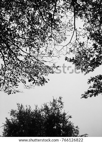 Silhouete of trees. Royalty-Free Stock Photo #766126822