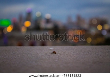 Small bug in the big city