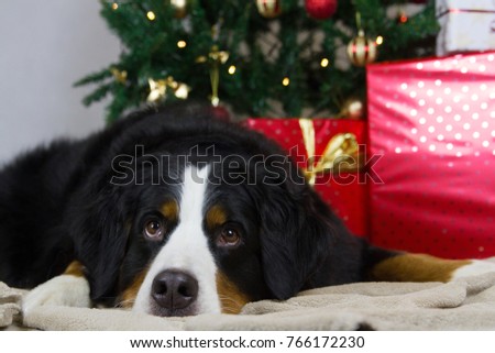 Bernese mountain dog in the studio with christmas tree and decorations. Christmas time
