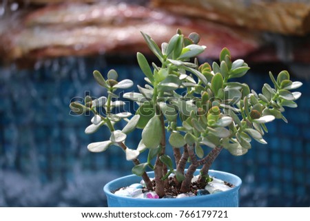 Green jade succulent plant on rock stone cascading waterfall water feature with turquoise blue glass tile.