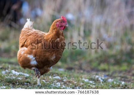 free range hen in winter