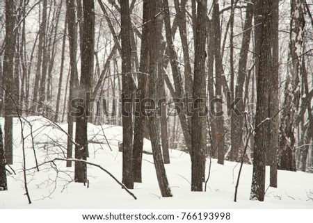 scenic winter nature landscape background. trees and snow