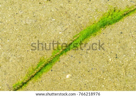 old and thin rope lying on the beach, green moss or algae
