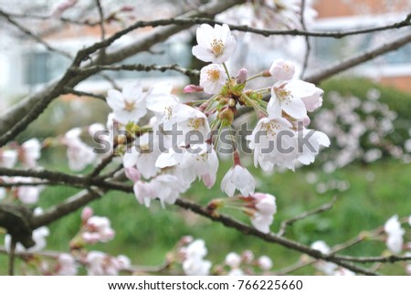 cherry blossoms come into bloom, shallow depth of field