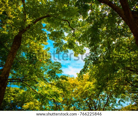 Blue sky on sunny day in Summer is besieged by the green trees in the park, Bangkok, Thailand Royalty-Free Stock Photo #766225846