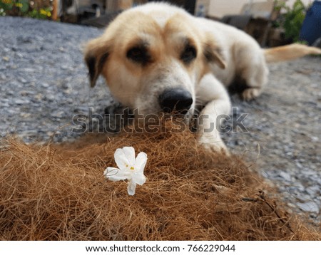 White flowers have a dog as a backdrop. Dogs like flowers