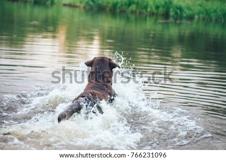 Dog is Swimming and Playing Outdoors in the Pond. Jumped into the Water with a Spray. Breed of Dog Labrador Retriever Chocolate Brown Royalty-Free Stock Photo #766231096