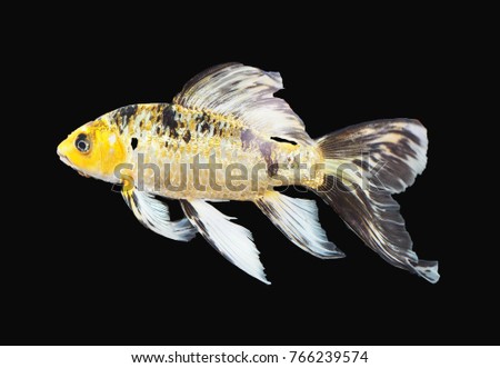 Butterfly koi Fish