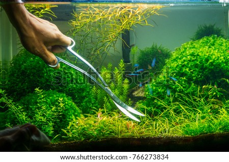 
aqua scape tank cleaning and cutting plant underwater nature style 