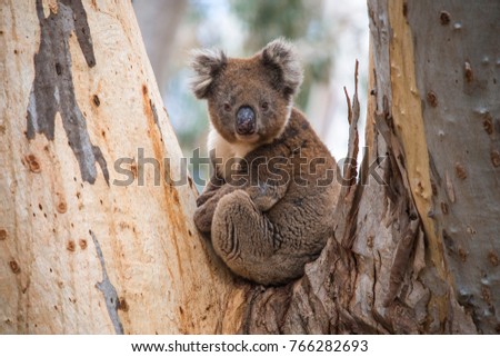 Kangaroo Island off the coast of South Australia has a wealth of wildlife and in the forests are these lovable koalas, roaming free and eating eucalyptus leaves.
