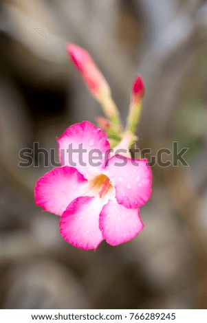 Red Desert Rose or Impala Lily