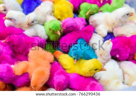Chickens colored babies. A group of funny, colorful easter chicks.