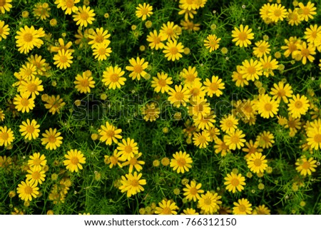 Flowers in the garden Royalty-Free Stock Photo #766312150