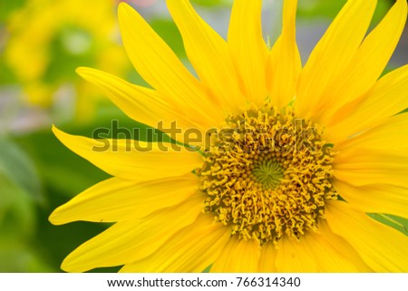 Close up or macro beautiful yellow flower on natural background for design and decorative, Beautiful close up yellow carpel and yellow petal in corner of picture 