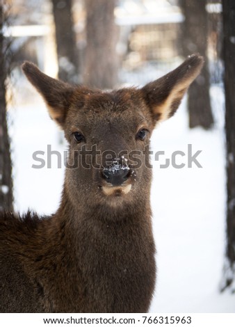Portrait Roe deer of winter among trees. Snow on the nose. Cute look.