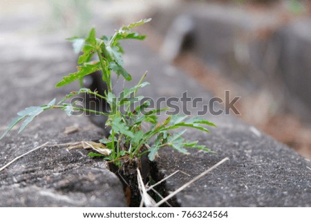 plant grow on the floor cement