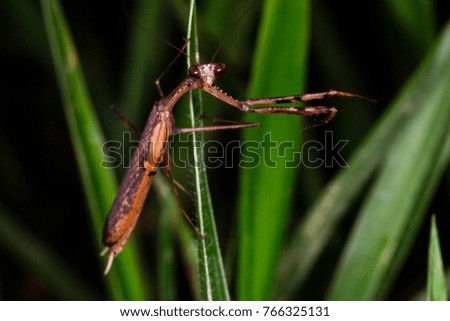 A brownish praying mantis hanging on a leaf facing directly to a face with a hand sign showing directions to the right.