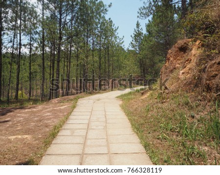 Into the forest, the forest path