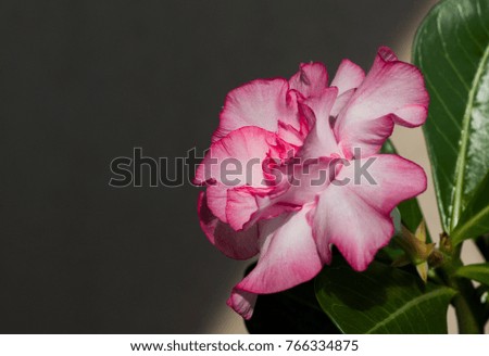 Pink flower adenium obesum blooms. Pink Panther. Close up. With copy space.