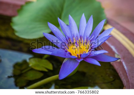 Lotus flower Purple flower 
Lotus in the basin